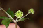 Clustered blacksnakeroot